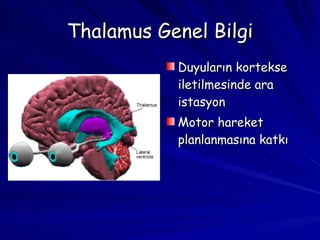 Thalamus Genel Bilgi Duyuların kortekse iletilmesinde ara istasyon Motor hareket planlanmasına katkı                                                                                                                                                 