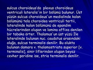sulcus choroideus’da  plexus choroideus ventriculi lateralis'in bir bölümü bulunur. Üst yüzün sulcus choroideus'un medialinde kalan bölümünü tela choroidea ventriculi tertii, lateralinde kalan bölümünü de epandim hücrelerinden oluşan ve lamina affixa denilen bir tabaka örter. Thalamus'un üst yüzü İle lateralinde bulunan nuc. caudatus arasındaki oluğa, sulcus terminalis denilir. Bu olukta bulunan damara v. thalamostriata superior [v. terminalis], sinir liflerinden oluşan beyaz cevher şeridine ise, stria terminalis denilir.  