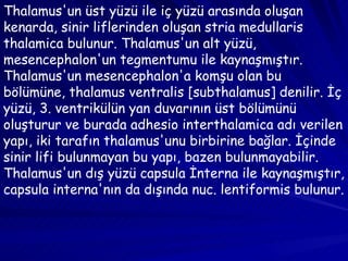 Thalamus'un üst yüzü ile iç yüzü arasında oluşan kenarda, sinir liflerinden oluşan stria medullaris thalamica bulunur. Thalamus'un alt yüzü, mesencephalon'un tegmentumu ile kaynaşmıştır. Thalamus'un mesencephalon'a komşu olan bu bölümüne, thalamus ventralis [subthalamus] denilir. İç yüzü, 3. ventrikülün yan duvarının üst bölümünü oluşturur ve burada adhesio interthalamica adı verilen yapı, iki tarafın thalamus'unu birbirine bağlar. İçinde sinir lifi bulunmayan bu yapı, bazen bulunmayabilir. Thalamus'un dış yüzü capsula İnterna ile kaynaşmıştır, capsula interna'nın da dışında nuc. lentiformis bulunur. 
