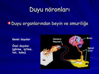 Duyu nöronları Duyu organlarından beyin ve omuriliğe Spinal Cord Brain Sensory Neuron Genel duyular Özel duyular (görme, işitme, tat, koku) 