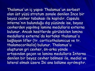 Thalamus'un iç yapısı Thalamus'un serbest olan üst yüzü stratum zonale denilen İnce bir beyaz cevher tabakası ile kaplıdır. Capsula interna'nın bulunduğu dış yüzünde ise, beyaz cevherden yapılmış lamina medullaris externa bulunur. Ancak kesitlerde görülebilen lamina medullaris externa'da korteksi thalamus'a bağlayan lifler (tr. corticothalamicus ve tr. thalamocorikalis) bulunur. Thalamus'u oluşturan gri cevher, ön-arka yönde ortasından geçen ve lamina medullaris İnterna denilen bir beyaz cevher bölmesi ile, medial ve lateral olmak üzere İki ana bölüme ayrılmıştır.  