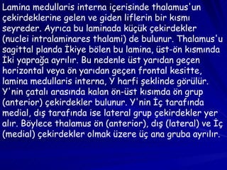 Lamina medullaris interna içerisinde thalamus'un çekirdeklerine gelen ve giden liflerin bir kısmı seyreder. Ayrıca bu laminada küçük çekirdekler (nuclei intralaminares thalami) de bulunur. Thalamus'u sagittal planda İkiye bölen bu lamina, üst-ön kısmında İki yaprağa ayrılır. Bu nedenle üst yarıdan geçen horizontal veya ön yarıdan geçen frontal kesitte, lamina medullaris interna, Y harfi şeklinde görülür. Y'nin çatalı arasında kalan ön-üst kısımda ön grup (anterior) çekirdekler bulunur. Y'nin İç tarafında medial, dış tarafında ise lateral grup çekirdekler yer alır. Böylece thalamus ön (anterior), dış (lateral) ve İç (medial) çekirdekler olmak üzere üç ana gruba ayrılır. 