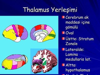 Thalamus Yerleşimi Cerebrum ak maddesi içine gömülü Oval Üstte: Stratum Zonale Lateralde: Lamina medullaris lat. Altta: hypothalamus Medial: Thalamus 