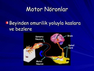 Motor Nöronlar Beyinden omurilik yoluyla kaslara ve bezlere Spinal Cord Brain Sensory Neuron Motor Neuron 