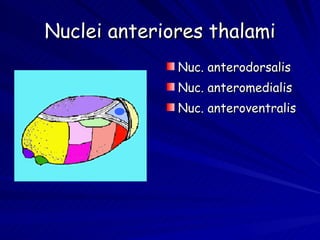 Nuclei anteriores thalami Nuc. anterodorsalis Nuc. anteromedialis Nuc. anteroventralis 