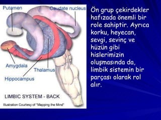 Ön grup çekirdekler hafızada önemli bir role sahiptir. Ayrıca korku, heyecan, sevgi, sevinç ve hüzün gibi hislerimizin oluşmasında da, limbik sistemin bir parçası olarak rol alır. 