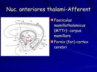 Nuc. anteriores thalami-Afferent Fasciculus mamillothalamicus (MTTr)- corpus mamillare Fornix (for)-cortex cerebri 