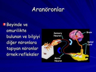 Aranöronlar Beyinde ve omurilikte bulunan ve bilgiyi diğer nöronlara taşıyan nöronlar örnek:refleksler Spinal Cord Brain Sensory Neuron Motor Neuron 
