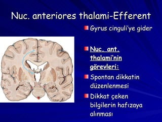 Nuc. anteriores thalami-Efferent Gyrus cinguli’ye gider Nuc. ant. thalami’nin görevleri: Spontan dikkatin düzenlenmesi Dikkat çeken bilgilerin hafızaya alınması 