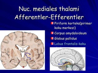 Nuc. mediales thalami Afferentler-Efferentler Piriform korteks(pirimer koku merkezi) Corpus amydaloideum Globus pallidus Lobus frontalis-koku alanları 