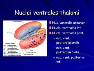 Nuclei ventrales thalami Nuc. ventralis anterior Nuclei ventrales lat. Nuclei ventrales post. nuc. vent. posterolateralis nuc. vent. posteromedialis nuc. vent. posterior inf. 