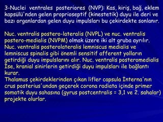 3-Nuclei  ventrales  posteriores  (NVP): Kas, kiriş, bağ, eklem kapsülü'nden gelen proprioseptif (kinestetik) duyu ile deri ve bazı organlardan gelen duyu impulsları bu çekirdekte sonlanır. Nuc. ventralis postero-lateralis (NVPL) ve nuc. ventralis postero-medialis (NVPM)  olmak üzere iki alt gruba ayrılır.  Nuc. ventralis posterolateralis lemniscus medialis ve lemniscus spinalis gibi önemli sensitif afferent yolların getirdiği duyu impulslarını alır. Nuc. ventralis posteromedialis İse, kranial sinirlerin getirdiği duyu impulsları ile bağlantı kurar.  Thalamus çekirdeklerinden çıkan lifler capsula İnterna'nın crus posterius'undan geçerek corona radiata içinde primer somatik duyu sahasına (gyrus postcentralis = 3,1 ve 2. sahalar) projekte olurlar. 
