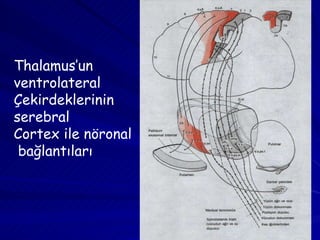 Thalamus’un  ventrolateral  Çekirdeklerinin  serebral Cortex ile nöronal bağlantıları 