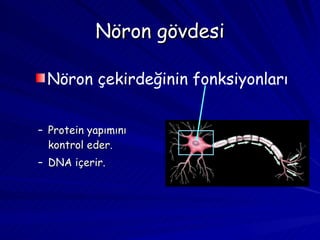 Nöron gövdesi Protein yapımını kontrol eder. DNA içerir. Nöron çekirdeğinin fonksiyonları 