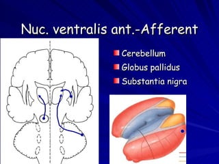 Nuc. ventralis ant.-Afferent Cerebellum Globus pallidus Substantia nigra 