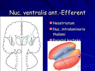 Nuc. ventralis ant.-Efferent Neostriatum Nuc. intralaminaris thalami Parietal korteks 
