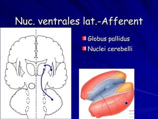 Nuc. ventrales lat.-Afferent Globus pallidus Nuclei cerebelli 