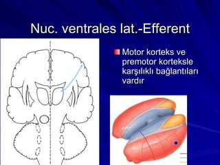 Nuc. ventrales lat.-Efferent Motor korteks ve premotor korteksle karşılıklı bağlantıları vardır 