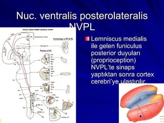 Nuc. ventralis posterolateralis NVPL Lemniscus medialis ile gelen funiculus posterior duyuları (proprioception) NVPL’te sinaps yaptıktan sonra cortex cerebri’ye ulaştırılır. 