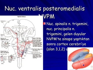 Nuc. ventralis posteromedialis  NVPM Nuc. spinalis n. trigemini, nuc. principalis n. trigemini, gelen duyular NVPM’te sinaps yaptıktan sonra cortex cerebri’ye (alan 3,1,2) ulaştırılır. 