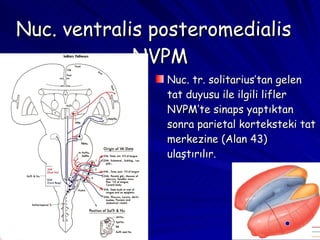 Nuc. ventralis posteromedialis  NVPM Nuc. tr. solitarius’tan gelen tat duyusu ile ilgili lifler NVPM’te sinaps yaptıktan sonra parietal korteksteki tat merkezine (Alan 43) ulaştırılır. 