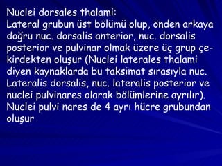 Nuclei dorsales thalami:  Lateral grubun üst bölümü olup, önden arkaya doğru nuc. dorsalis anterior, nuc. dorsalis posterior ve pulvinar olmak üzere üç grup çe­ kirdekten oluşur (Nuclei laterales thalami diyen kaynaklarda bu taksimat sırasıyla nuc. Lateralis dorsalis, nuc. lateralis posterior ve nuclei pulvinares olarak bölümlerine ayrılır). Nuclei pulvi nares de 4 ayrı hücre grubundan oluşur  
