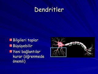 Dendritler Bilgileri toplar Büyüyebilir Yeni bağlantılar kurar (öğrenmede önemli) 