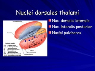 Nuclei dorsales thalami Nuc. dorsalis lateralis Nuc. lateralis posterior Nuclei pulvinares 