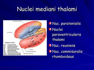 Nuclei mediani thalami Nuc. paratenialis Nuclei paraventricularis thalami Nuc. reuniens Nuc. commisuralis rhomboideus 