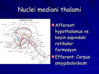 Nuclei mediani thalami Afferent: hypothalamus ve beyin sapındaki retiküler formasyon Efferent: Corpus amygdadoideum 