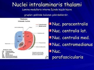 Nuclei intralaminaris thalami Lamina medullaris interna İçinde küçük hücre grupları şeklinde bulunan çekirdeklerdir.   Nuc. paracentralis Nuc. centralis lat. Nuc. centralis med. Nuc. centromedianus Nuc. parafascicularis 