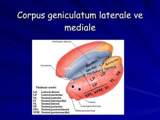 Corpus geniculatum laterale ve mediale 