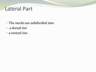 Lateral Part
 The nuclei are subdivided into
 a dorsal tier
 a ventral tier .
 