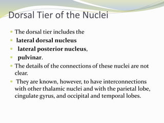 Dorsal Tier of the Nuclei
 The dorsal tier includes the
 lateral dorsal nucleus
 lateral posterior nucleus,
 pulvinar.
 The details of the connections of these nuclei are not
clear.
 They are known, however, to have interconnections
with other thalamic nuclei and with the parietal lobe,
cingulate gyrus, and occipital and temporal lobes.
 