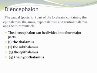 Diencephalon
The caudal (posterior) part of the forebrain, containing the
epithalamus, thalamus, hypothalamus, and ventral thalamus
and the third ventricle.
 The diencephalon can be divided into four major
parts:
 (1) the thalamus
 (2) the subthalamus
 (3) the epithalamus
 (4) the hypothalamus
 