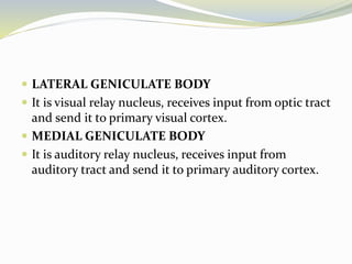  LATERAL GENICULATE BODY
 It is visual relay nucleus, receives input from optic tract
and send it to primary visual cortex.
 MEDIAL GENICULATE BODY
 It is auditory relay nucleus, receives input from
auditory tract and send it to primary auditory cortex.
 