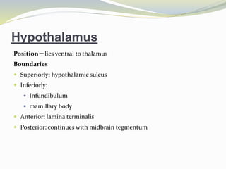 Hypothalamus
Position－lies ventral to thalamus
Boundaries
 Superiorly: hypothalamic sulcus
 Inferiorly:
 Infundibulum
 mamillary body
 Anterior: lamina terminalis
 Posterior: continues with midbrain tegmentum
 