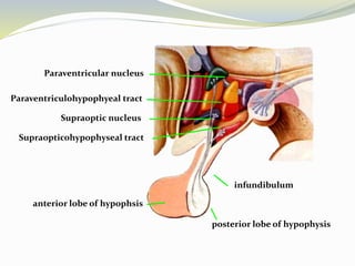 Paraventricular nucleus
Supraoptic nucleus
Paraventriculohypophyeal tract
Supraopticohypophyseal tract
infundibulum
posterior lobe of hypophysis
anterior lobe of hypophsis
 