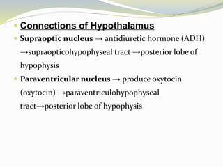  Connections of Hypothalamus
 Supraoptic nucleus → antidiuretic hormone (ADH)
→supraopticohypophyseal tract →posterior lobe of
hypophysis
 Paraventricular nucleus → produce oxytocin
(oxytocin) →paraventriculohypophyseal
tract→posterior lobe of hypophysis
 