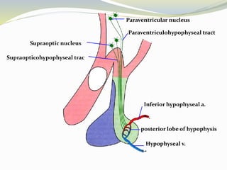 Paraventricular nucleus
Paraventriculohypophyseal tract
Supraoptic nucleus
Supraopticohypophyseal trac
posterior lobe of hypophysis
Inferior hypophyseal a.
Hypophyseal v.
 