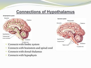 Connections of Hypothalamus
 Connects with limbic system
 Connects with brainstem and spinal cord
 Connects with dorsal thalamus
 Connects with hypophysis
 