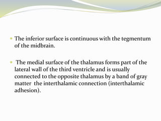  The inferior surface is continuous with the tegmentum
of the midbrain.
 The medial surface of the thalamus forms part of the
lateral wall of the third ventricle and is usually
connected to the opposite thalamus by a band of gray
matter the interthalamic connection (interthalamic
adhesion).
 