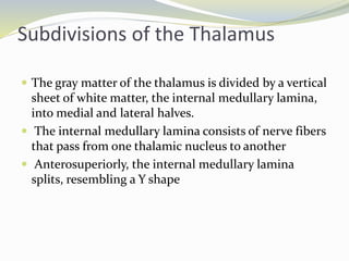 Subdivisions of the Thalamus
 The gray matter of the thalamus is divided by a vertical
sheet of white matter, the internal medullary lamina,
into medial and lateral halves.
 The internal medullary lamina consists of nerve fibers
that pass from one thalamic nucleus to another
 Anterosuperiorly, the internal medullary lamina
splits, resembling a Y shape
 