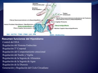 Resumen funciones del Hipotálamo
Control del SNA
Regulación del Sistema Endocrino
Regulación Tº Corporal
Regulación del Comportamiento emocional
Regulación del Sueño y Vigilia
Regulación de la Ingesta de Alimentos
Regulación de la Ingesta de Agua
Regulación de la Diuresis
Generación y Regulación del Ciclo Circadiano
 