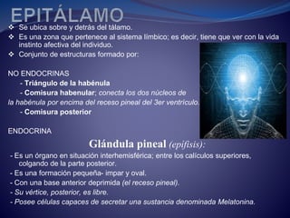  Se ubica sobre y detrás del tálamo.
 Es una zona que pertenece al sistema límbico; es decir, tiene que ver con la vida
instinto afectiva del individuo.
 Conjunto de estructuras formado por:
NO ENDOCRINAS
- Triángulo de la habénula
- Comisura habenular; conecta los dos núcleos de
la habénula por encima del receso pineal del 3er ventrículo.
- Comisura posterior
ENDOCRINA
Glándula pineal (epífisis):
- Es un órgano en situación interhemisférica; entre los calículos superiores,
colgando de la parte posterior.
- Es una formación pequeña- impar y oval.
- Con una base anterior deprimida (el receso pineal).
- Su vértice, posterior, es libre.
- Posee células capaces de secretar una sustancia denominada Melatonina.
 