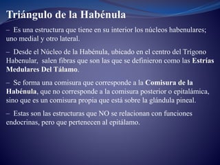 Triángulo de la Habénula
– Es una estructura que tiene en su interior los núcleos habenulares;
uno medial y otro lateral.
– Desde el Núcleo de la Habénula, ubicado en el centro del Trígono
Habenular, salen fibras que son las que se definieron como las Estrías
Medulares Del Tálamo.
– Se forma una comisura que corresponde a la Comisura de la
Habénula, que no corresponde a la comisura posterior o epitalámica,
sino que es un comisura propia que está sobre la glándula pineal.
– Estas son las estructuras que NO se relacionan con funciones
endocrinas, pero que pertenecen al epitálamo.
 