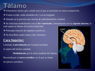 Voluminoso núcleo gris; siendo este el que se encuentra en mayor proporción.
 Forma ovoide, mide alrededor de 3 cm de longitud.
 Situado en la porción mas interna de cada hemisferio cerebral.
 Se relaciona medialmente con el 3er ventrículo y lateralmente con la cápsula interna; la
cual separa al tálamo del núcleo lenticular.
 Principal estación de impulsos sensitivos.
 Se describen cuatro caras y dos extremos:
Cara Superior:
Limitada; Lateralmente por la estría terminal;
la separa del núcleo caudado.
Medialmente por la estría medular del tálamo.
Recorrida por el surco coroideo; en el que se sitúan
los plexos coroideos.
 
