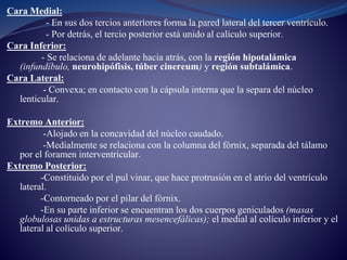 Cara Medial:
- En sus dos tercios anteriores forma la pared lateral del tercer ventrículo.
- Por detrás, el tercio posterior está unido al calículo superior.
Cara Inferior:
- Se relaciona de adelante hacia atrás, con la región hipotalámica
(infundíbulo, neurohipófisis, túber cinereum) y región subtalámica.
Cara Lateral:
- Convexa; en contacto con la cápsula interna que la separa del núcleo
lenticular.
Extremo Anterior:
-Alojado en la concavidad del núcleo caudado.
-Medialmente se relaciona con la columna del fórnix, separada del tálamo
por el foramen interventricular.
Extremo Posterior:
-Constituido por el pul vinar, que hace protrusión en el atrio del ventrículo
lateral.
-Contorneado por el pilar del fórnix.
-En su parte inferior se encuentran los dos cuerpos geniculados (masas
globulosas unidas a estructuras mesencefálicas); el medial al colículo inferior y el
lateral al colículo superior.
 