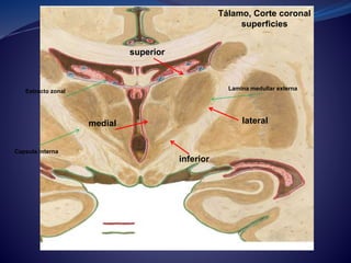 Tálamo, Corte coronal
superficies
Lamina medullar externa
lateral
inferior
medial
Capsula interna
Estracto zonal
superior
 