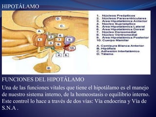 HIPOTÁLAMO
FUNCIONES DEL HIPOTÁLAMO
Una de las funciones vitales que tiene el hipotálamo es el manejo
de nuestro sistema interno, de la homeostasis o equilibrio interno.
Este control lo hace a través de dos vías: Vía endocrina y Vía de
S.N.A .
 